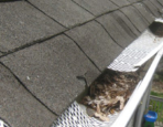 6 Common Gutter Problems Homeowners Should be Aware Of